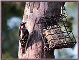 July Birds --> Downy Woodpecker