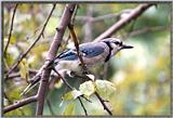 July Birds --> Blue Jay