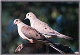 July Birds --> Mourning Dove pair