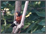 July Birds --> American Robin