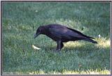 July Birds --> American Crow