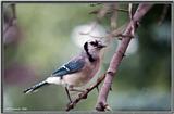 July Birds --> Blue Jay