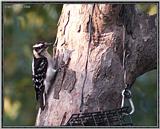 July Birds - downy woodpecker (Picoides pubescens)