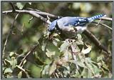 July Birds --> Blue Jay