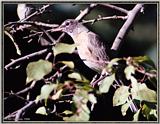 July Birds --> American Robin