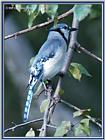 July Birds --> Blue Jay