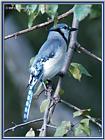 July Birds --> Blue Jay