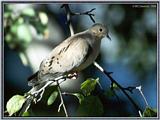 July Birds --> Mourning Dove