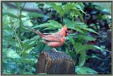 June Cardinals --> Northern Cardinal