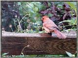 June Cardinals --> Northern Cardinal