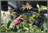 June Cardinals --> Northern Cardinal