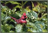 June Cardinals --> Northern Cardinal