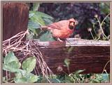 June Cardinals --> Northern Cardinal