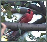 June Cardinals --> Northern Cardinal