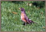 June Birds --> American Robin