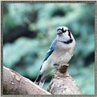 June Birds --> Blue Jay