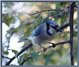 June Birds --> Blue Jay