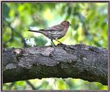 June Birds --> House Finch