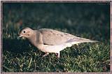 June Birds --> Mourning Dove