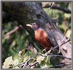 June Birds --> American Robin