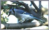 June Birds --> Blue Jay