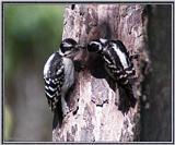 June Birds --> Downy Woodpeckers