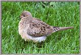 June Birds --> Mourning Dove