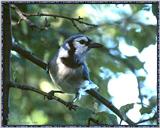 June Birds --> Blue Jay