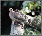 June Birds --> Mourning Dove