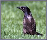 June Birds --> Common Grackle - Quiscalus quiscula