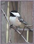 March birds --> Black-capped Chickadee