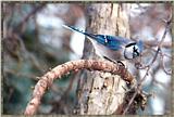 March birds --> Blue Jay