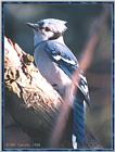 March birds --> Blue Jay