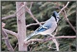 March birds --> Blue Jay