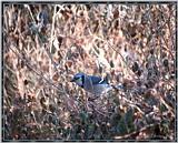 March birds --> Blue Jay