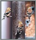 March birds --> American Goldfinch trio