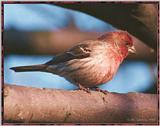 March birds --> House Finch