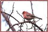 March birds --> House Finch
