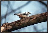 March birds --> White-breasted Nuthatch