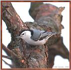 March birds --> White-breasted Nuthatch