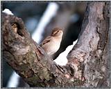 March birds --> House Sparrow