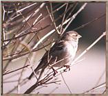 March birds --> House Sparrow