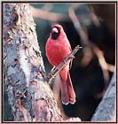 March birds -- Northern Cardinal male