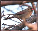 March birds --> Northern Cardinal