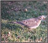 March birds --> Mourning Dove