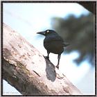 March birds --> Common Grackle - Quiscalus quiscula