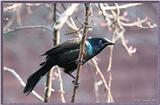 March birds --> Common Grackle - Quiscalus quiscula