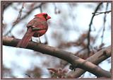 May Birds --> Northern Cardinal