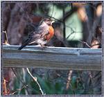 May Birds --> American Robin