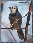May Birds --> Blue Jay